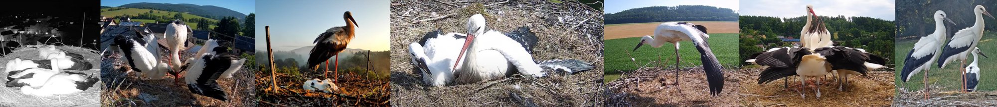 Koláž fotografií čápů z českých hnízd